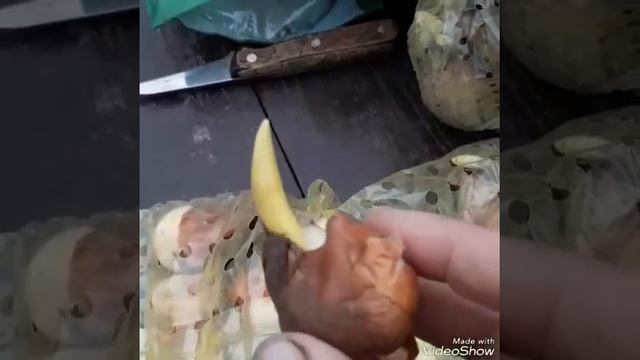 Посадка луковичных в конце января смотреть онлайн