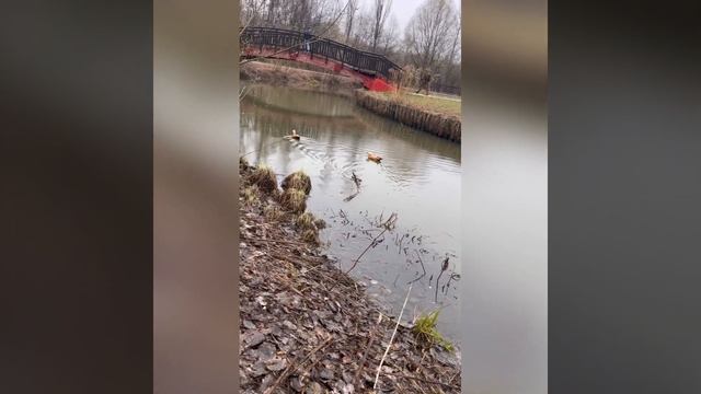 Новые обитатели в Парке Яуза (Оранжевые уточки) 24.04.2022 г. смотреть онлайн