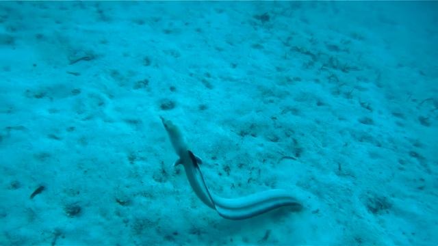 Eel Угорь — плодовитая рыба