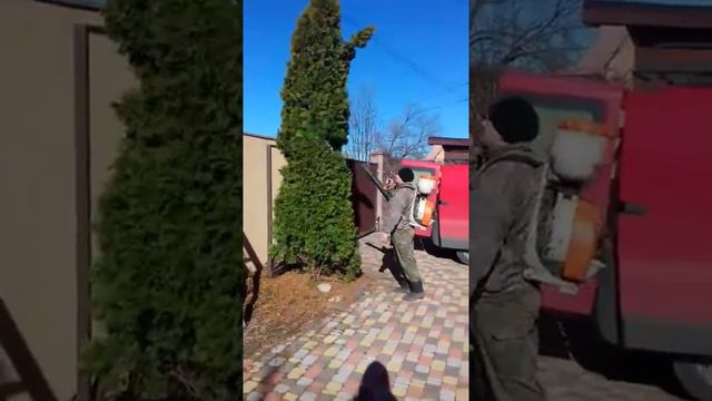 Очищення туй від старої хвої смотреть онлайн