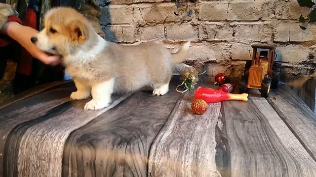 Щенок вельш-корги пемброк. Продажа племенной питомник. Welsh corgi pembroke. +7 904 650-19-96 смотреть онлайн