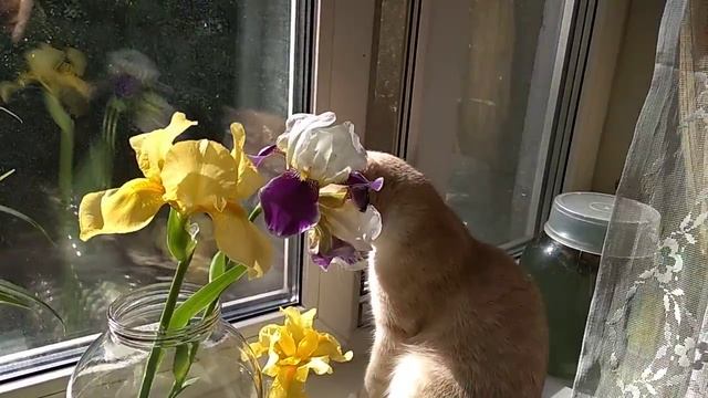 VID-20230113-WA0002.mp4 смотреть онлайн