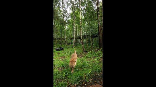 Дом Тигра - Tiger House в прямом эфире!