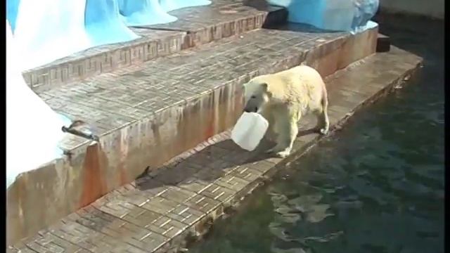 Новосибирск Новосибирский зоопарк. Novosibirsk. Novosibirsk Zoo