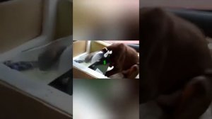 Обрезка ушей доберману
