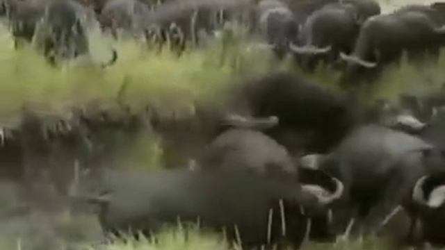Group of Buffalo kills lion смотреть онлайн
