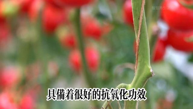 对血管好的十种食物，第9种大家都吃错了！血管的作用和变硬的原因有哪些！10 Foods that are Good for blood vessels смотреть онлайн