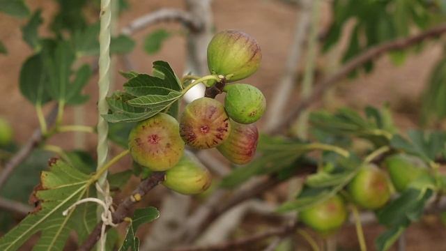Как вырастить инжир при морозах -38?
