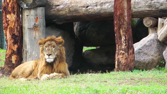 lion attitude - practical leadership principles - lion power ? motivational video ? #lionattitude смотреть онлайн