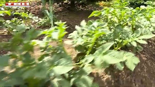 "Вперед, товарищи! На дачу" от 16.06.2020 г. смотреть онлайн