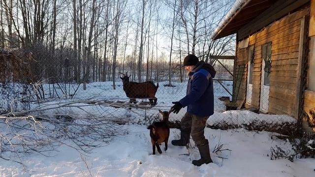 Размножение коз. Козья ферма с нуля. смотреть онлайн