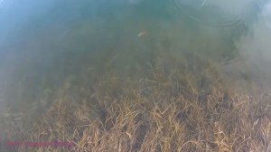 Ещё один Китайский джеркбейт - испытаем в воде ?