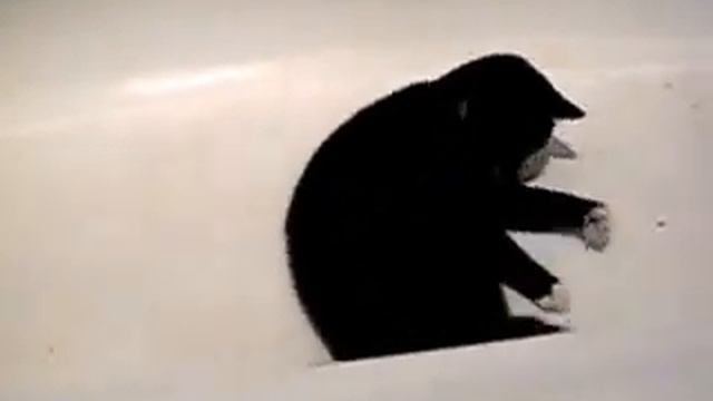 Кошка играет в ванной смотреть онлайн