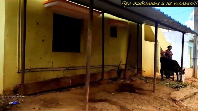 Люди нашли собаку с щенками, среди которых торчала ручка! От увиденного они впали в ступор! смотреть онлайн