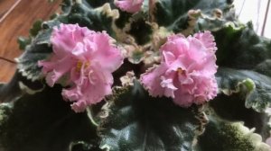 Знакомство с сортом. ЛФ-Моя Любовь.