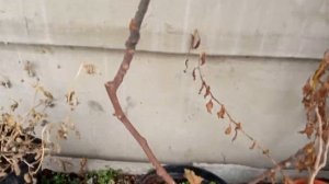 обрезка инжира а горшечной культуре и для закрытого грунта