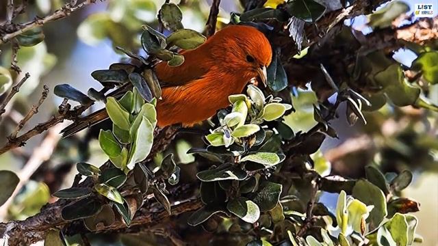 Beautiful Birds: 10 Captivating Orange colored Birds смотреть онлайн