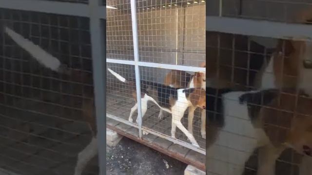 русская пегая выжловка от Эльма и Забавы (Воронеж)9-й месяц смотреть онлайн