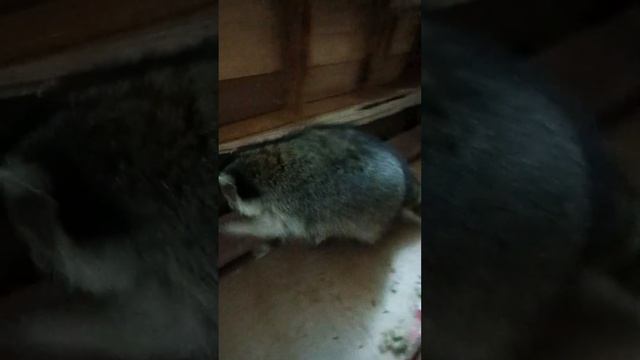 #ямыилюша #енотилюша #помощьбездомнымживотным #raccoon #анапа #reels #море смотреть онлайн