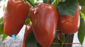 Перец сладкий Подарок Молдовы (podarok moldovy) ? обзор: как сажать, семена перца Подарок Молдовы