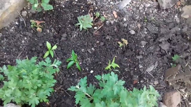 сажаю цветные каллы и другие цветы в грунт смотреть онлайн