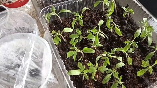 Делаю салат Пеку сдобный хлеб Сею базилик и георгины смотреть онлайн