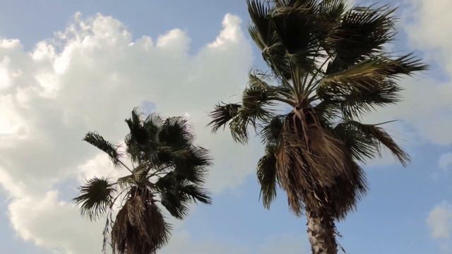 在热带地区强风 Сильный зимний ветер в тропиках熱帯の強い風strong wind in the tropics смотреть онлайн