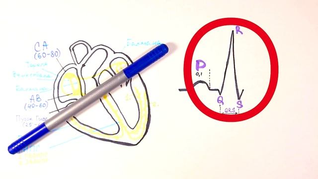 Основы ЭКГ за 100 минут | Проводящая Система Сердца | Зубцы, интервалы, сегменты на ЭКГ