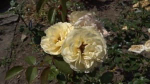 Rosa ´Lemon Rokoko´
