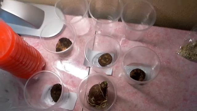 Максим.Глоксиния.Бегония и др.Обработка клубней цветов перед посадкой от бактерий и вредителей смотреть онлайн