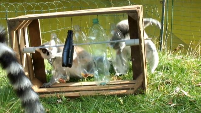 lemury katta i tajemnicza skrzynia смотреть онлайн