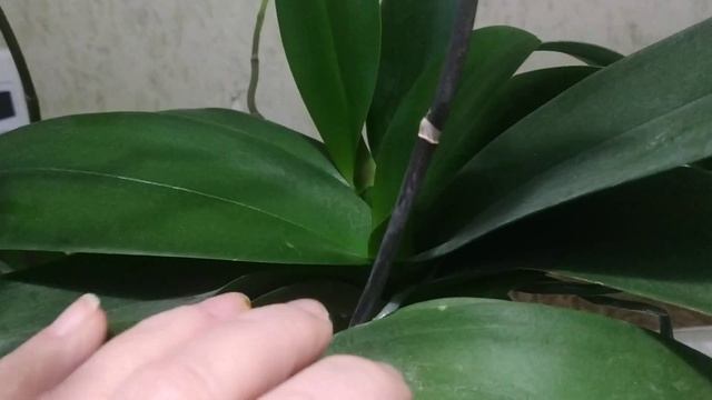 Как и когда правильно удалить цветонос( стрелку) фаленопсиса после цветения? смотреть онлайн