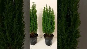 Обзор - Кипарисовик Лавсона Элвуди