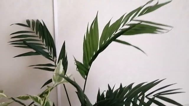 Растения для офиса Пальма хамедорея, педилантус. смотреть онлайн
