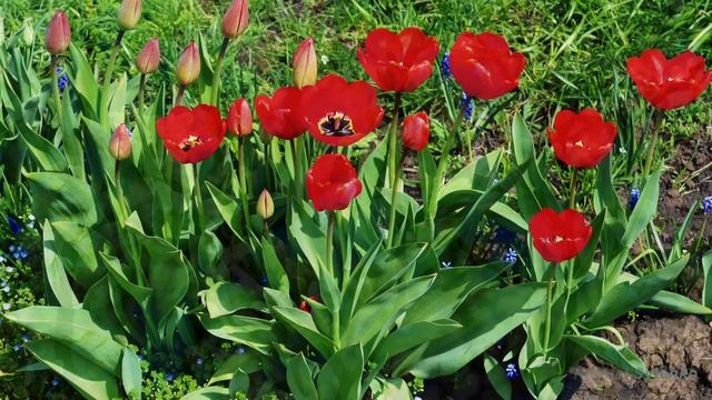 Мой сад. смотреть онлайн