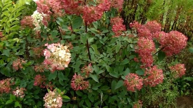 Самые красивые гортензии! И самые неприхотливые! Обзор. смотреть онлайн