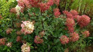 Самые красивые гортензии! И самые неприхотливые! Обзор.