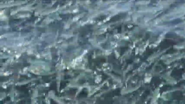 Красное море!!! смотреть онлайн