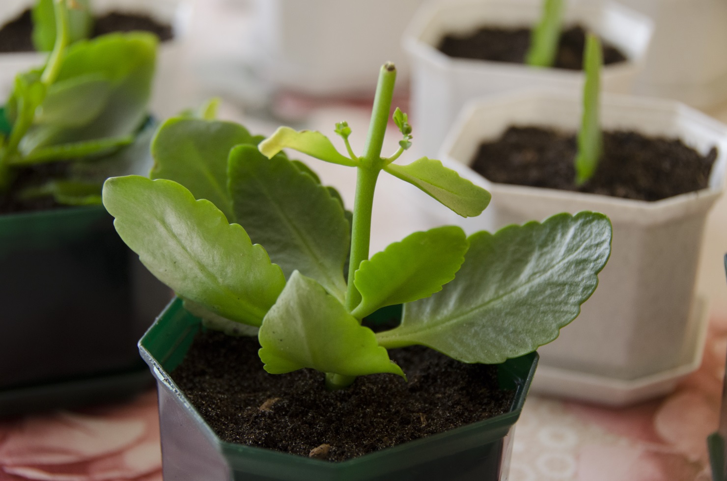 ОБРЕЗКА КАЛАНХОЕ после зимы смотреть онлайн