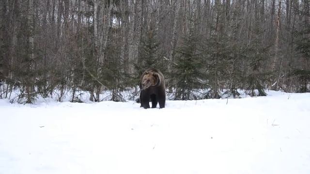 РЕЛ Мишка 3004/14 смотреть онлайн