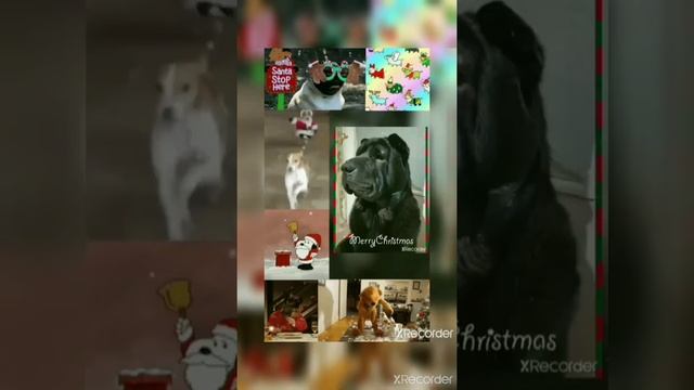 Новогодние короткие видео про животных?? смотреть онлайн