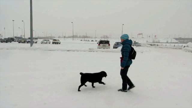 Good Dog: Подготовка с сдаче ОКД (Багира) смотреть онлайн