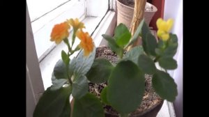 цветущий каланхоэ. как заставить его цвести