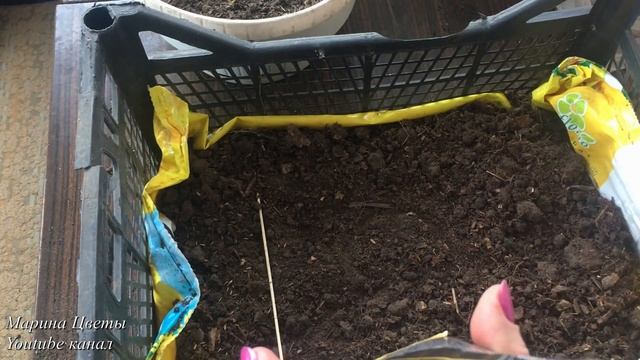 Астры под снег ! Сеем вместе со мной ! смотреть онлайн