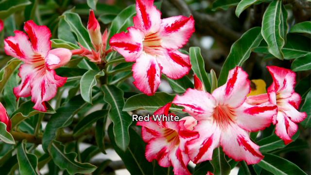 Roberta's 1-pc Tropical Bi-Color Desert Rose Live Houseplant On QVC