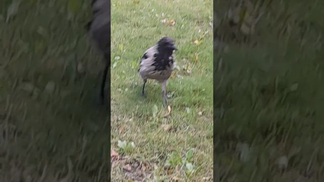 ВОРОНЫ И ГОЛУБИ...