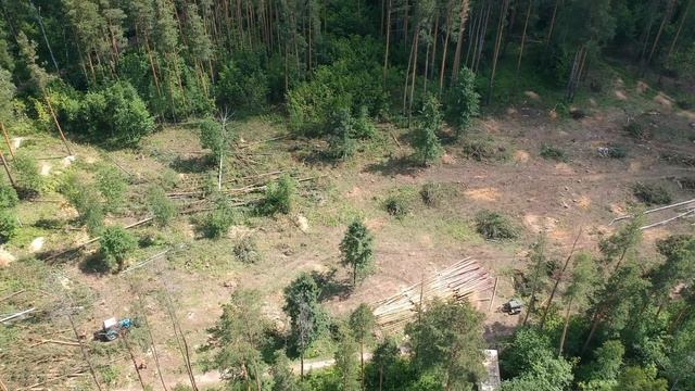 Вырубка в Академгородке, квадрокоптер. Лето 2022 г. смотреть онлайн