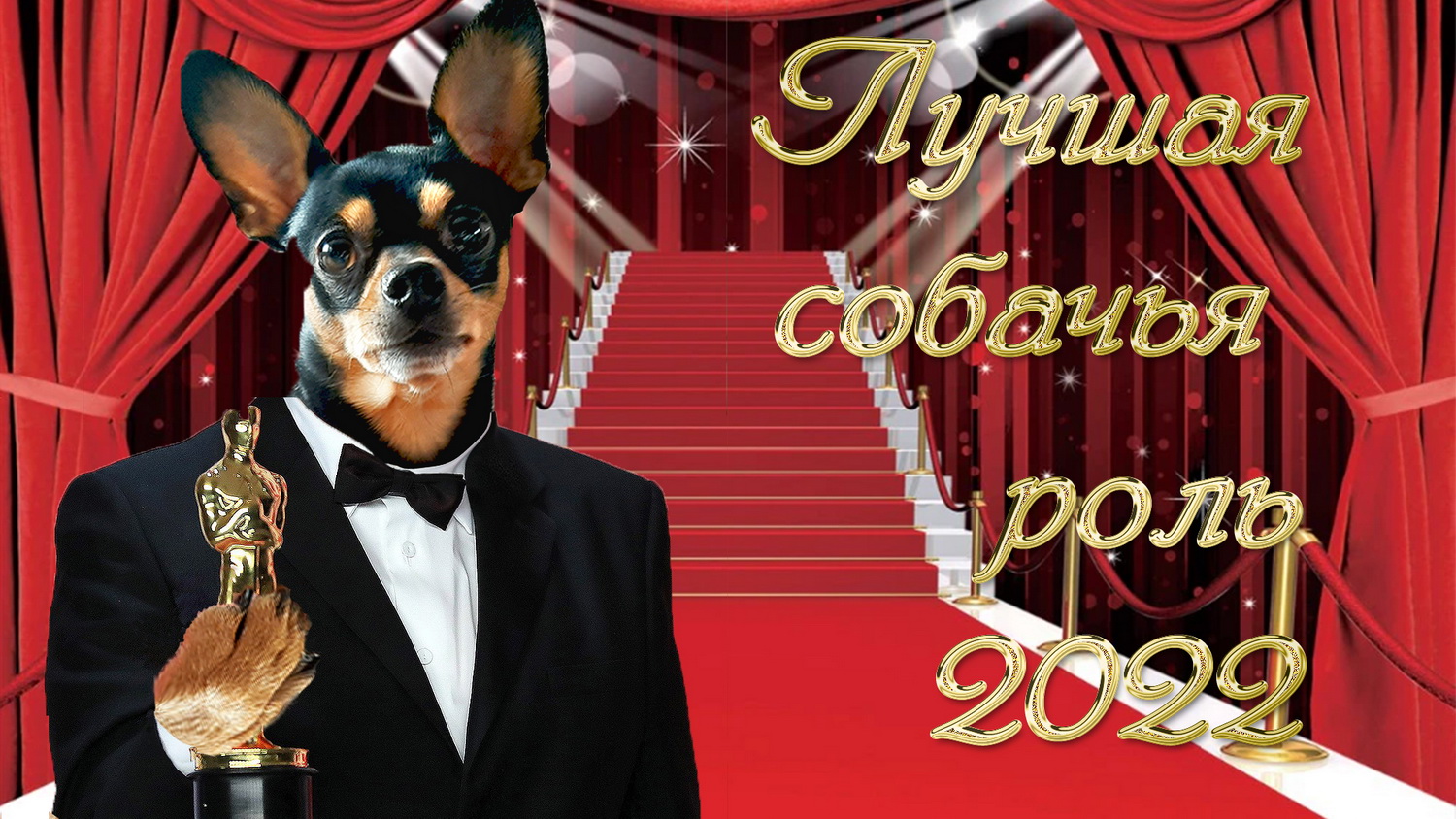 Реакция той терьера на пистолет или команда "Умри" смотреть онлайн