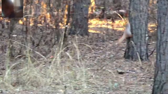 реакция на вопрос ответ на от Джеки с топором смотреть онлайн