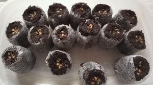 Береза из семян